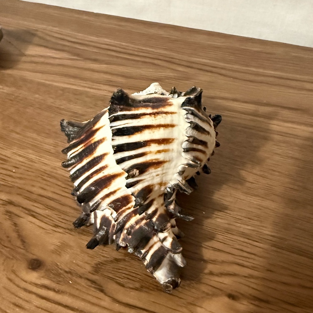 Murex shell - White and Brown